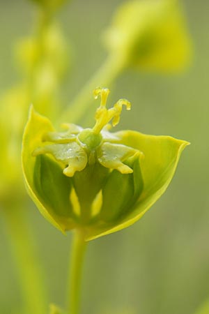Euphorbia saratoi \ Schein-Ruten-Wolfsmilch / Twiggy Spurge, D Martinstein an der Nahe 15.5.2010