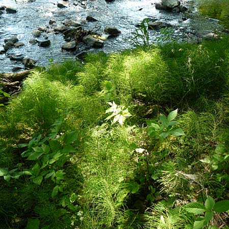 Equisetum pratense \ Wiesen-Schachtelhalm / Shady Horsetail, D Blankenau bei/near Fulda 30.5.2012