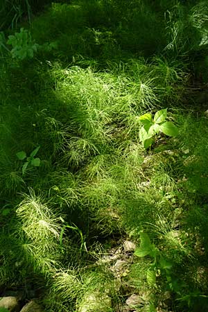 Equisetum pratense \ Wiesen-Schachtelhalm / Shady Horsetail, D Blankenau bei/near Fulda 30.5.2012