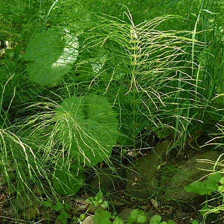 Equisetum pratense \ Wiesen-Schachtelhalm / Shady Horsetail, D Blankenau bei/near Fulda 30.5.2012