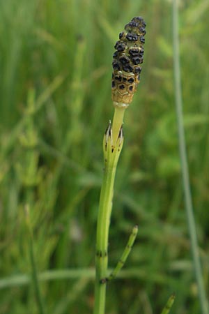 Equisetum palustre \ Sumpf-Schachtelhalm, Duwock / Marsh Horsetail, D Bodman 17.6.2011