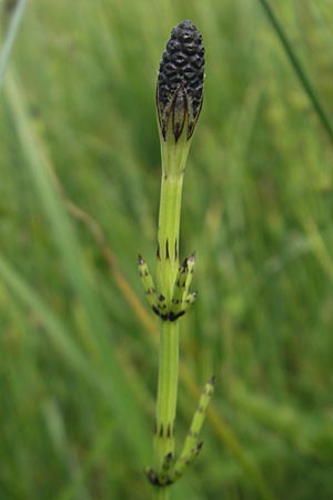 Equisetum palustre \ Sumpf-Schachtelhalm, Duwock / Marsh Horsetail, D Bodman 17.6.2011