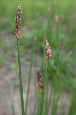 Eleocharis palustris \ Gewhnliche Sumpfbinse, Gemeine Sumpfsimse / Common Spike Rush, D Hanhofen 23.7.2011