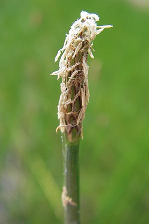 Eleocharis palustris \ Gewhnliche Sumpfbinse, Gemeine Sumpfsimse / Common Spike Rush, D Hanhofen 25.7.2011
