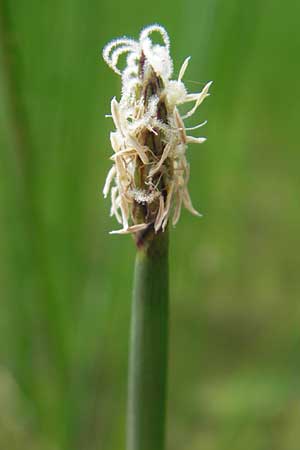 Eleocharis palustris \ Gewhnliche Sumpfbinse, Gemeine Sumpfsimse / Common Spike Rush, D Hanhofen 25.7.2011