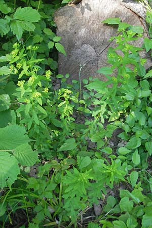 Euphorbia platyphyllos \ Breitblttrige Wolfsmilch / Broad-Leaved Spurge, D Ketsch 22.5.2012