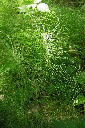 Equisetum pratense \ Wiesen-Schachtelhalm / Shady Horsetail, D Blankenau bei/near Fulda 30.5.2012