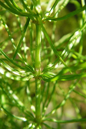 Equisetum pratense \ Wiesen-Schachtelhalm / Shady Horsetail, D Blankenau bei/near Fulda 30.5.2012