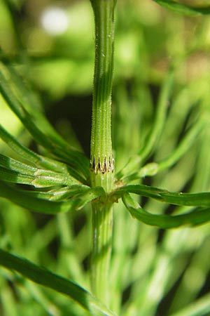 Equisetum pratense \ Wiesen-Schachtelhalm / Shady Horsetail, D Blankenau bei/near Fulda 30.5.2012