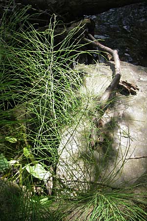 Equisetum pratense \ Wiesen-Schachtelhalm / Shady Horsetail, D Blankenau bei/near Fulda 30.5.2012
