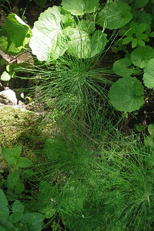 Equisetum pratense \ Wiesen-Schachtelhalm / Shady Horsetail, D Blankenau bei/near Fulda 30.5.2012