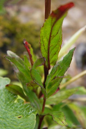 Epilobium tetragonum \ Vierkantiges Weidenrschen / Square-Stalked Willowherb, D Schwarzwald/Black-Forest, Reichental 7.7.2012