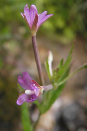 Epilobium tetragonum \ Vierkantiges Weidenrschen / Square-Stalked Willowherb, D Schwarzwald/Black-Forest, Reichental 7.7.2012