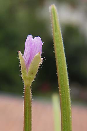 Epilobium parviflorum \ Kleinbltiges Weidenrschen / Hoary Willowherb, Small-Flowered Willowherb, D Mannheim 9.7.2012