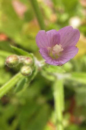 Epilobium parviflorum \ Kleinbltiges Weidenrschen / Hoary Willowherb, Small-Flowered Willowherb, D Mannheim 10.7.2012