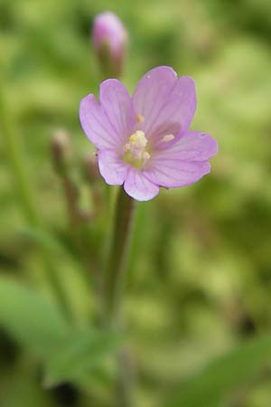 Epilobium parviflorum \ Kleinbltiges Weidenrschen / Hoary Willowherb, Small-Flowered Willowherb, D Mannheim 10.7.2012