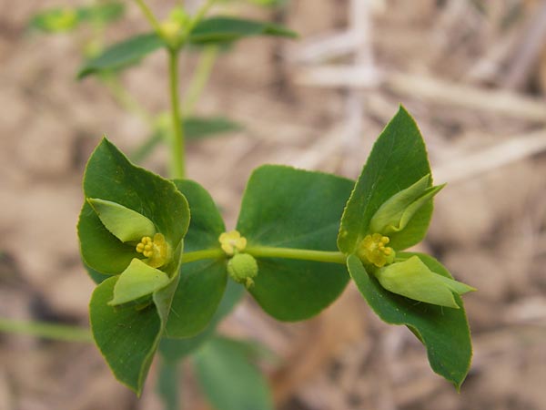 Euphorbia platyphyllos \ Breitblttrige Wolfsmilch / Broad-Leaved Spurge, D Wiesloch 11.9.2012