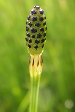 Equisetum palustre \ Sumpf-Schachtelhalm, Duwock / Marsh Horsetail, D Groß-Umstadt 24.9.2012
