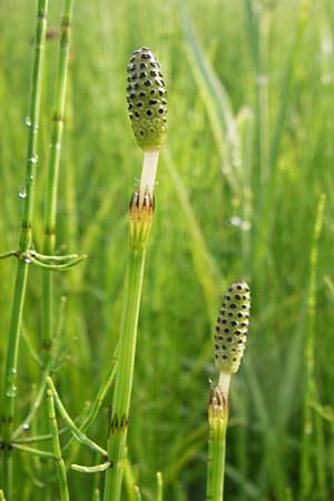 Equisetum palustre \ Sumpf-Schachtelhalm, Duwock / Marsh Horsetail, D Groß-Umstadt 24.9.2012