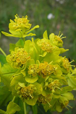 Euphorbia palustris \ Sumpf-Wolfsmilch / Marsh Spurge, D Pfalz, Speyer 3.5.2013