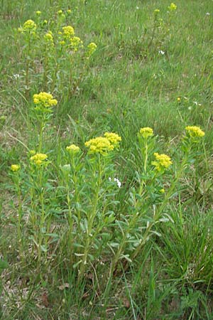 Euphorbia palustris \ Sumpf-Wolfsmilch / Marsh Spurge, D Pfalz, Speyer 3.5.2013