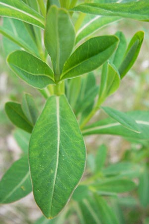 Euphorbia palustris \ Sumpf-Wolfsmilch / Marsh Spurge, D Pfalz, Speyer 3.5.2013