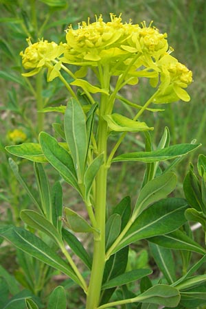 Euphorbia palustris \ Sumpf-Wolfsmilch / Marsh Spurge, D Pfalz, Speyer 3.5.2013