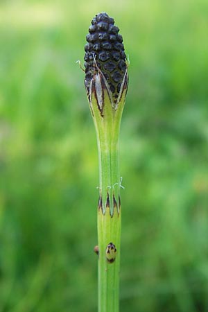 Equisetum palustre \ Sumpf-Schachtelhalm, Duwock / Marsh Horsetail, D Odenwald, Oberabtsteinach 8.7.2013