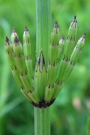 Equisetum palustre \ Sumpf-Schachtelhalm, Duwock / Marsh Horsetail, D Odenwald, Oberabtsteinach 8.7.2013