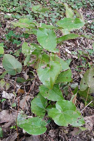 Epimedium perralderianum \ Algerische Sockenblume / Barren-Wort, D Frankfurt-Hausen 26.3.2014