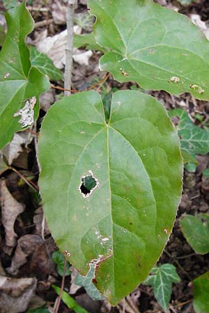 Epimedium perralderianum \ Algerische Sockenblume / Barren-Wort, D Frankfurt-Hausen 26.3.2014