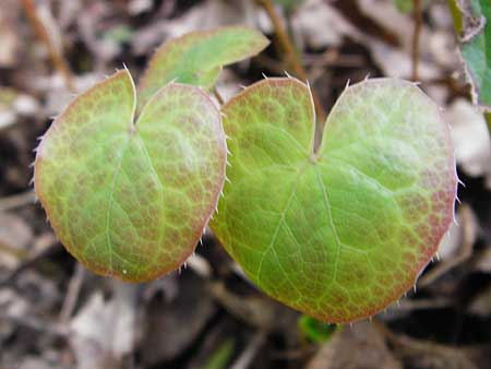 Epimedium perralderianum \ Algerische Sockenblume / Barren-Wort, D Frankfurt-Hausen 26.3.2014