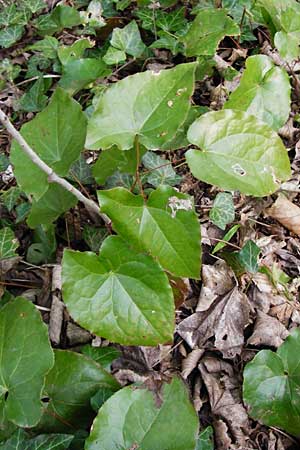 Epimedium perralderianum \ Algerische Sockenblume / Barren-Wort, D Frankfurt-Hausen 26.3.2014