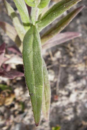 Epilobium parviflorum \ Kleinbltiges Weidenrschen / Hoary Willowherb, Small-Flowered Willowherb, D Gimbsheim 23.6.2014