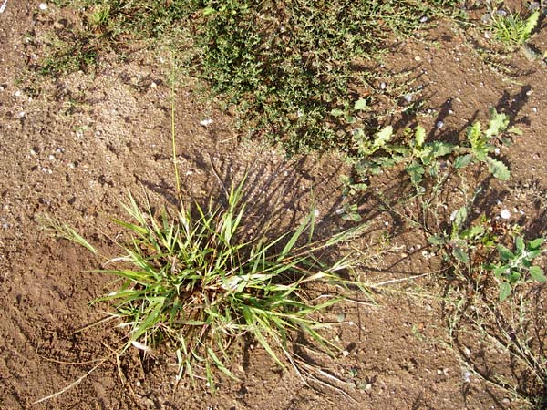 Eragrostis minor \ Kleines Liebesgras / Love Grass, D Reilingen 18.8.2014