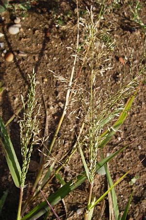 Eragrostis minor \ Kleines Liebesgras / Love Grass, D Reilingen 18.8.2014