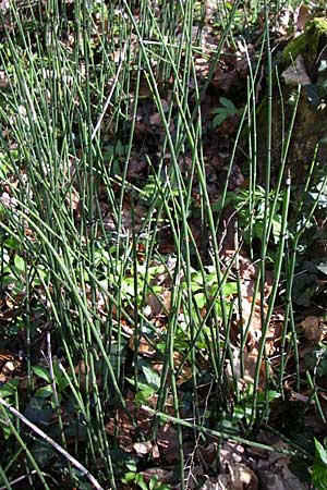 Equisetum hyemale \ Winter-Schachtelhalm / Rough Horsetail, Dutch Rush, D Hambrücken 29.3.2008