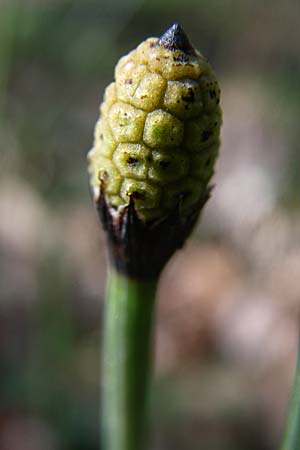 Equisetum hyemale \ Winter-Schachtelhalm / Rough Horsetail, Dutch Rush, D Hambrücken 29.3.2008