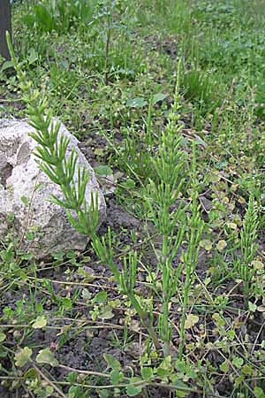 Equisetum arvense \ Acker-Schachtelhalm, Zinnkraut / Field Horsetail, D Weinheim an der Bergstraße 3.5.2008