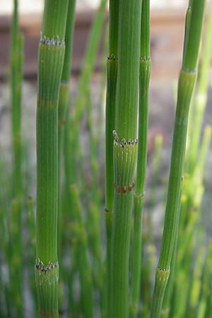 Equisetum ramosissimum \ stiger Schachtelhalm / Branched Horsetail, D Mannheim 6.5.2009