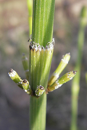 Equisetum ramosissimum \ stiger Schachtelhalm / Branched Horsetail, D Mannheim 6.5.2009