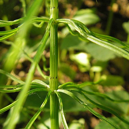 Equisetum arvense \ Acker-Schachtelhalm, Zinnkraut / Field Horsetail, D Mannheim 19.5.2009
