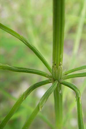 Equisetum arvense \ Acker-Schachtelhalm, Zinnkraut / Field Horsetail, D Mannheim 21.5.2009