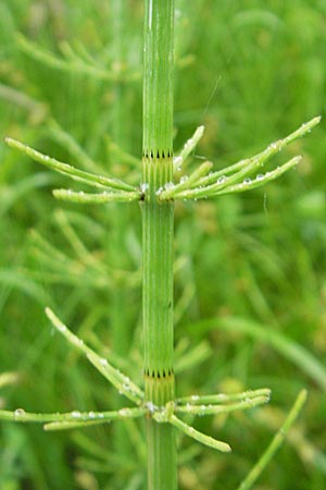 Equisetum fluviatile \ Teich-Schachtelhalm / Water Horsetail, D Memmingen 22.5.2009