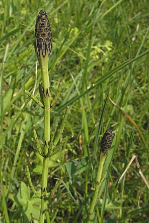 Equisetum palustre \ Sumpf-Schachtelhalm, Duwock / Marsh Horsetail, D Kempten 22.5.2009