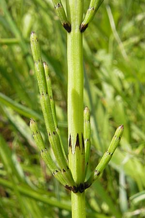 Equisetum palustre \ Sumpf-Schachtelhalm, Duwock / Marsh Horsetail, D Kempten 22.5.2009