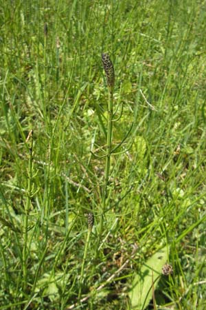 Equisetum palustre \ Sumpf-Schachtelhalm, Duwock / Marsh Horsetail, D Kempten 22.5.2009