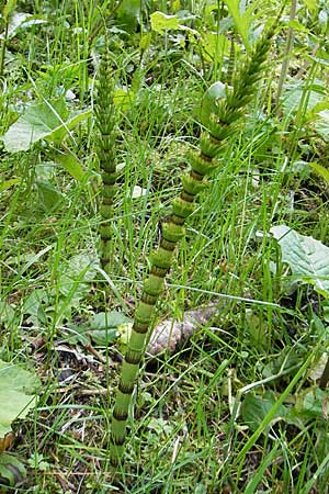 Equisetum telmateia \ Riesen-Schachtelhalm / Great Horsetail, D Kempten 22.5.2009