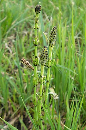 Equisetum palustre \ Sumpf-Schachtelhalm, Duwock / Marsh Horsetail, D Kempten 22.5.2009