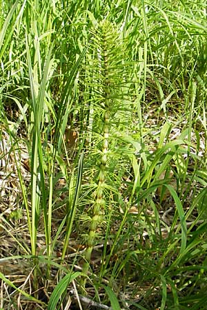 Equisetum telmateia \ Riesen-Schachtelhalm / Great Horsetail, D Günzburg 22.5.2009